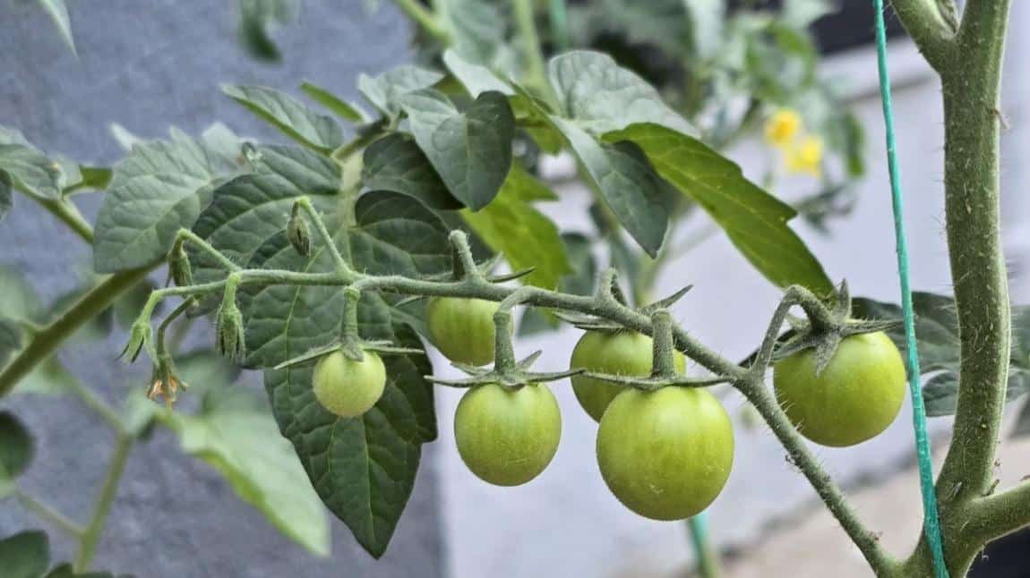 BOTANİK BAHÇEMİZ